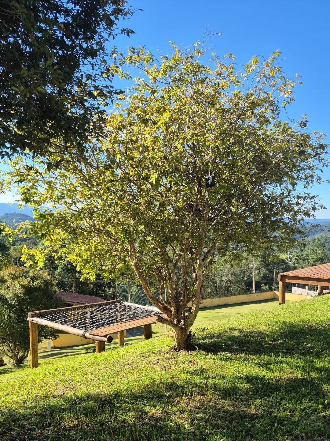 Árvore no gramado ao lado do deck, com a vista da serra