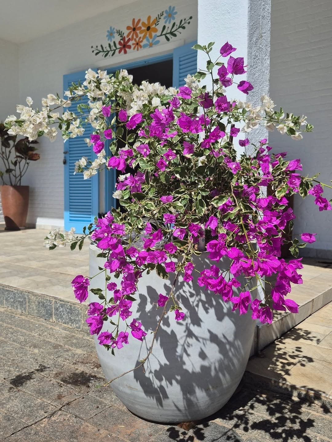 Vaso de buganvília florida junto à porta azul, sob o mural de flores