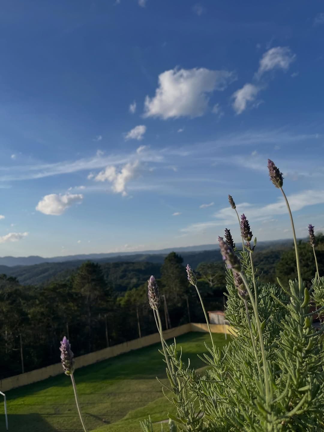 Lavandas florindo no jardim, com o gramado e a serra ao fundo